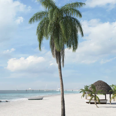 palm trees 022 — Скачать