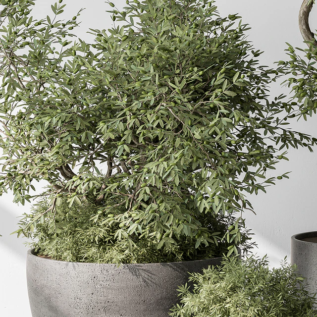 Outdoor Plant Set 393 - Plant Set in Concrete Pot — Download