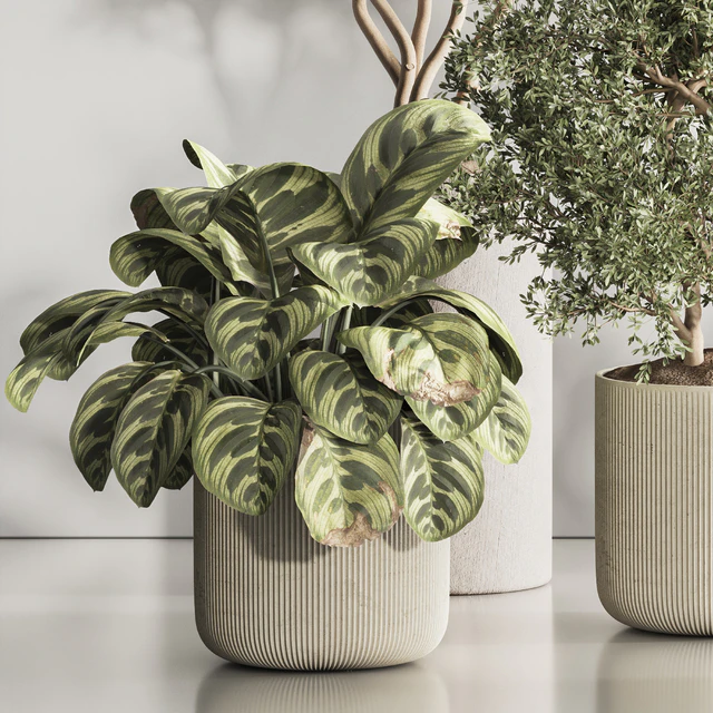 Indoor Plant Set 121 — Скачать
