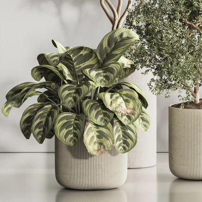 Indoor Plant Set 121 — Вид 7