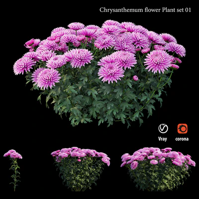 Chrysanthemum flower plant set 01 — Ver 1