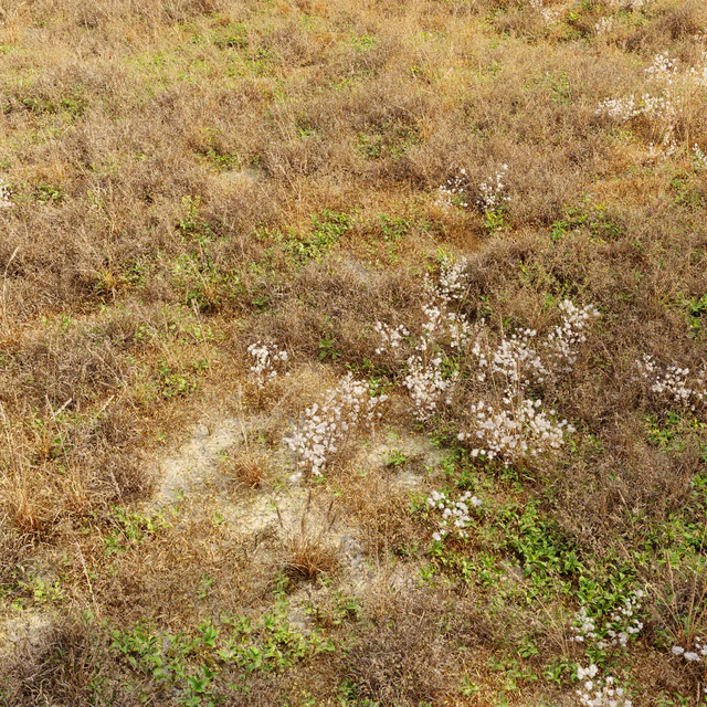 Dry meadow — Descargar