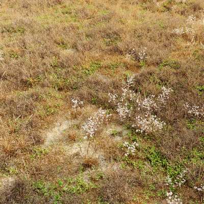 Dry meadow — Ver 4