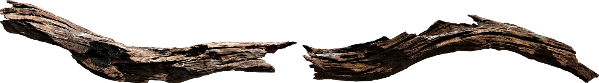 broken tree log 001 — Descargar