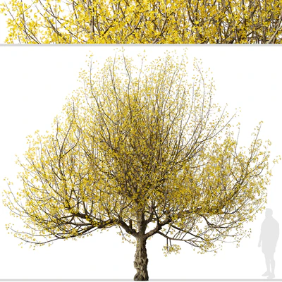 Set of Flowering Cornus mas Trees (Cornelian cherry) (2 Trees) — Ver 4