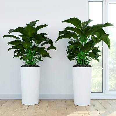 Philodendron \ Congo — Ver 1