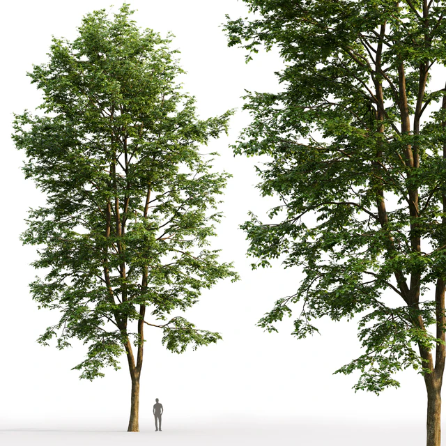 Tilia platyphyllos — Download