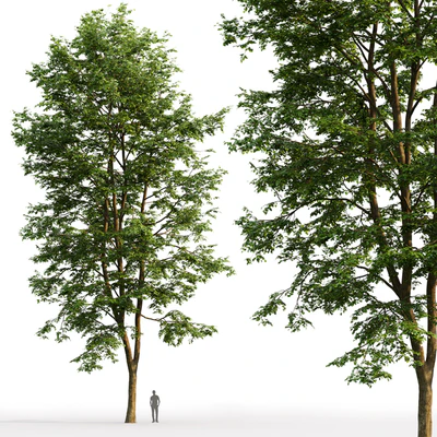 Tilia platyphyllos — View 3