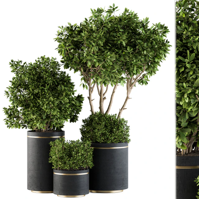 indoor Plant Set 105 - Black and Gold — Скачать