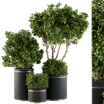indoor Plant Set 105 - Black and Gold — Вид 1