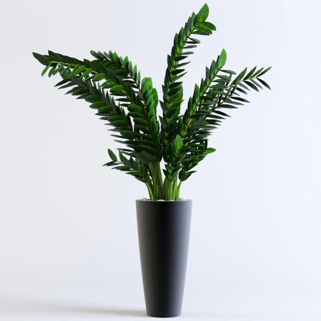 Zamioculcas Zamioculcas — Descargar