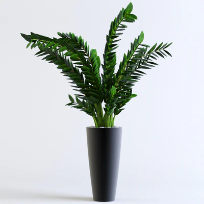 Zamioculcas Zamioculcas — Ver 3