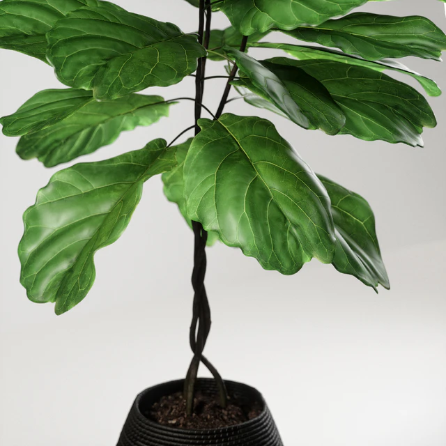 ficus lyrata — Descargar