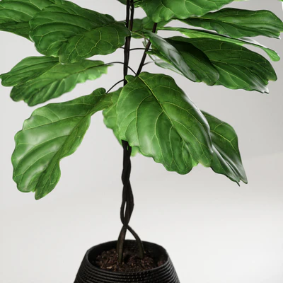 ficus lyrata — Ver 3