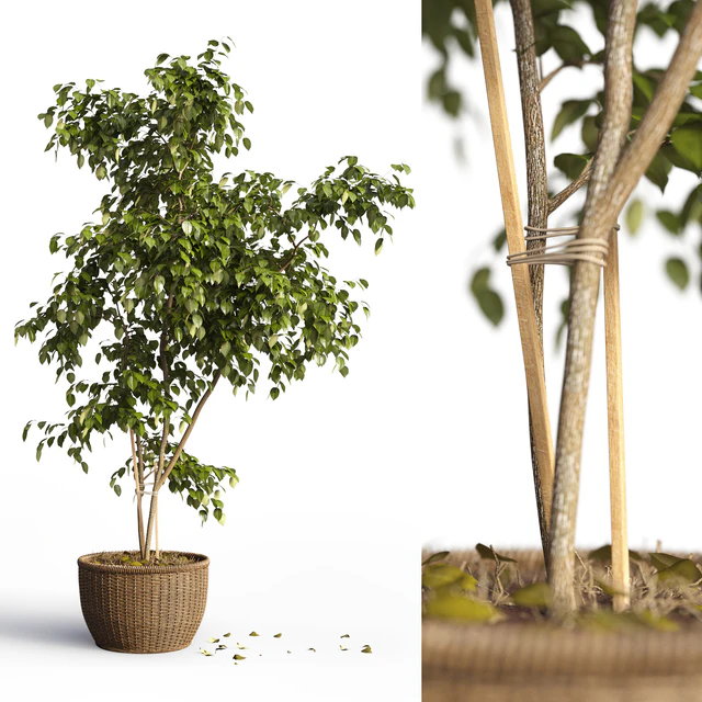 Benjamin plant — Descargar