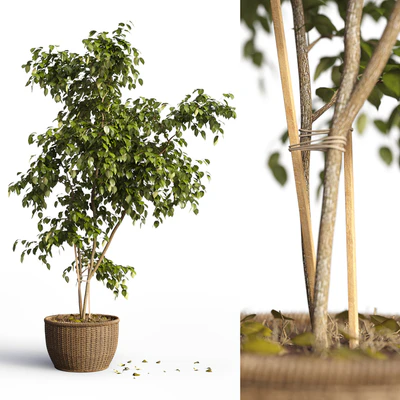 Benjamin plant — Ver 1