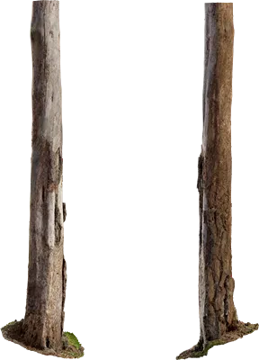 dead scots pine tree 001 — Descargar