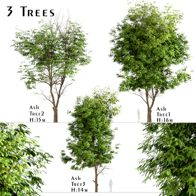 Set of Ash Trees (Fraxinus) (3 Trees) — Скачать