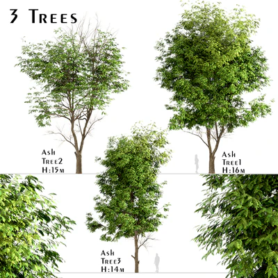 Set of Ash Trees (Fraxinus) (3 Trees) — Вид 1