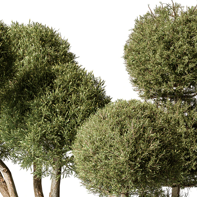 Outdoor Plant Set 414 - Topiary Ball Plant in Pot (Vray) — Descargar