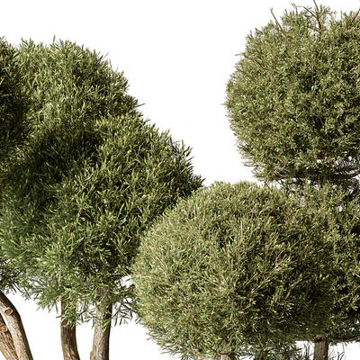 Outdoor Plant Set 414 - Topiary Ball Plant in Pot (Vray) — Ver 3