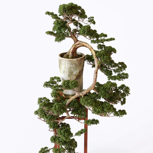Bonsai — Descargar