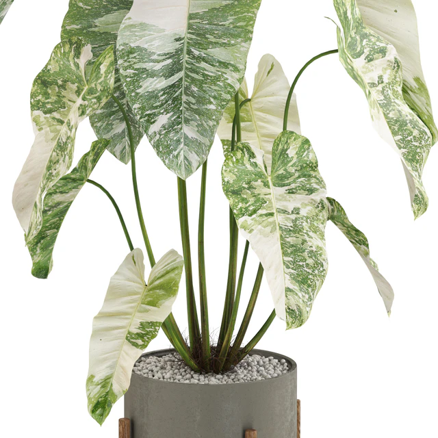 Plants collection 524 — Descargar