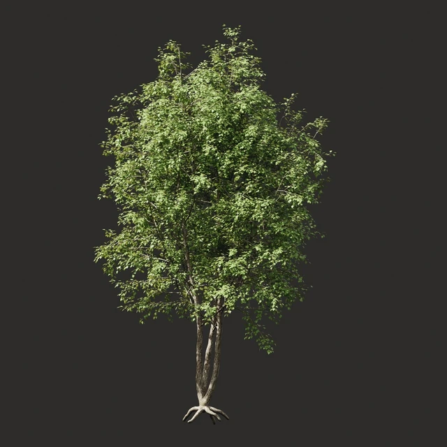 Summer tree # 03 — Descargar