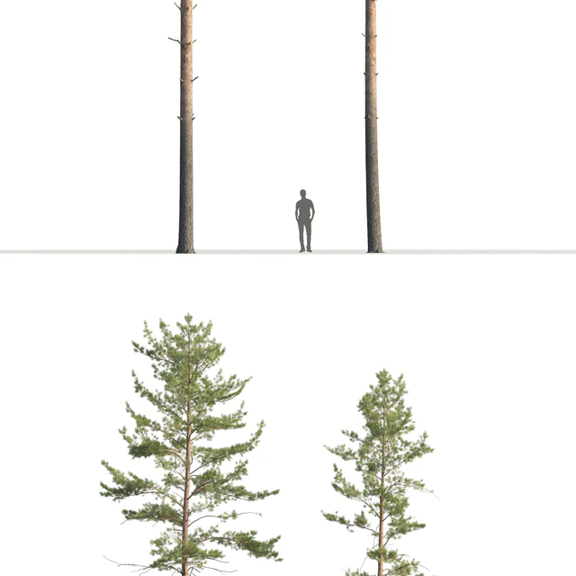 Pine — Скачать