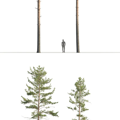Pine — Вид 3