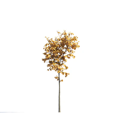 021 autumn — Скачать