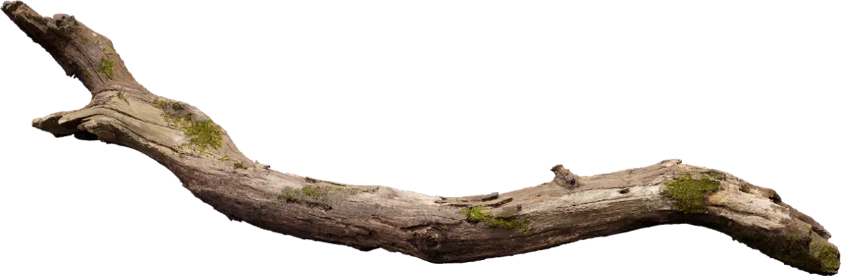 old tree branch 015 — Скачать