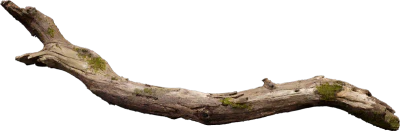 old tree branch 015 — Скачать