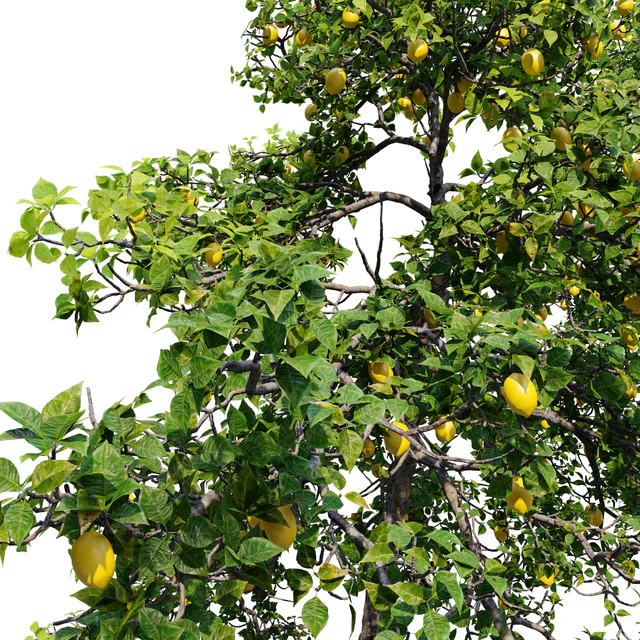 Lemon tree — Скачать