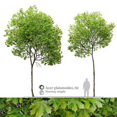 Acer platanoides 02 — Вид 1