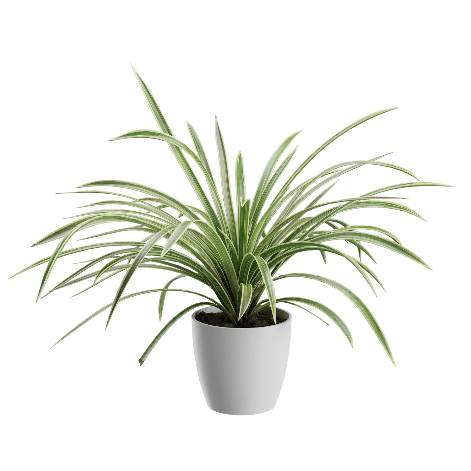plant spider — Descargar