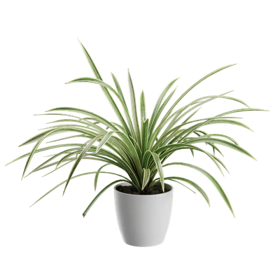 plant spider — Descargar