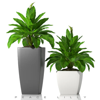 PEACE LILLY P28 — Ver 1