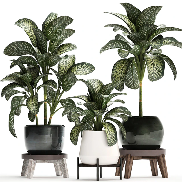 Collection of small plants in modern stylish round pots on legs with Diffenbachia, luxury. Set 452. — Descargar