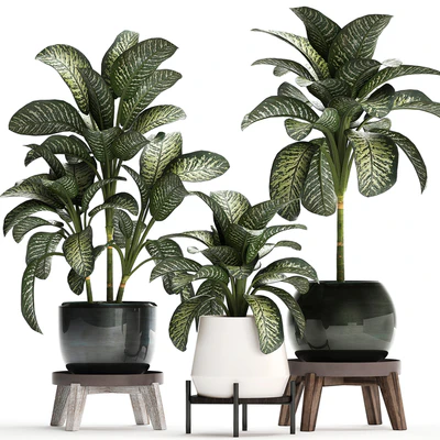 Collection of small plants in modern stylish round pots on legs with Diffenbachia, luxury. Set 452. — Ver 1