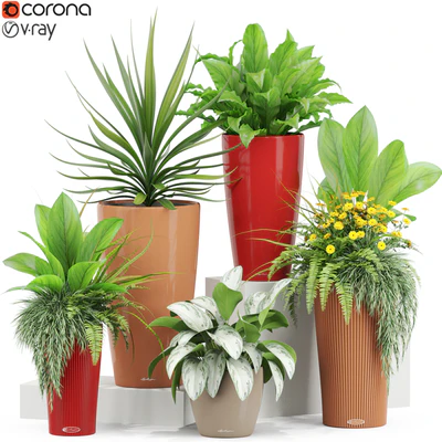 Plants collection 436 — Вид 1
