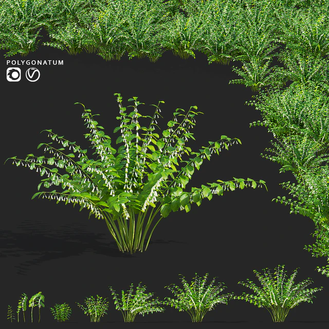Купена цветы | Polygonatum — Скачать