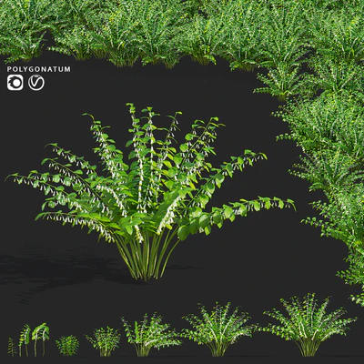 Купена цветы | Polygonatum — Вид 1