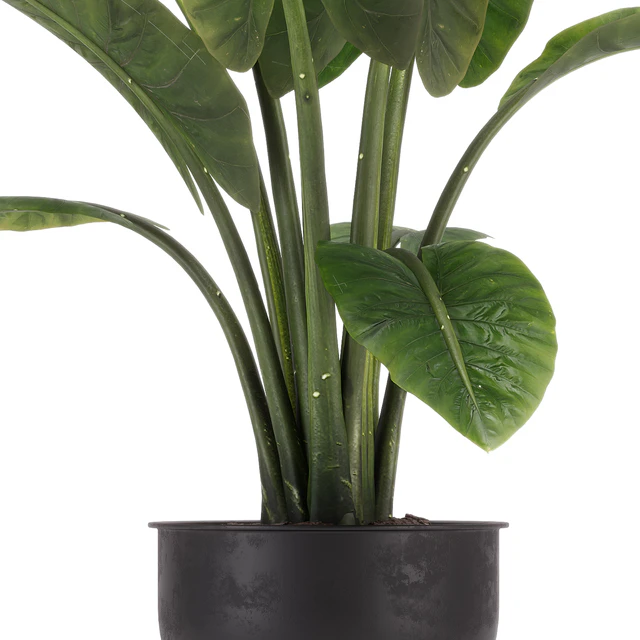 indoor plant set 36 — Descargar