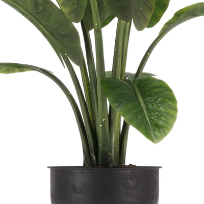 indoor plant set 36 — Ver 6