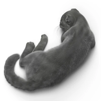 CAT 6 VRay — Ver 3
