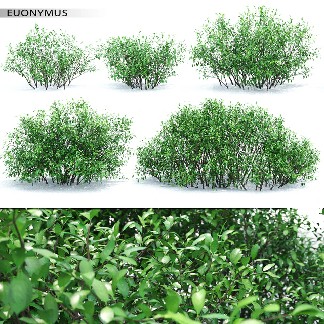 Euonymus — Скачать