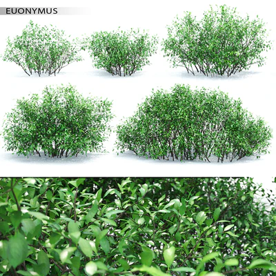 Euonymus — Вид 1