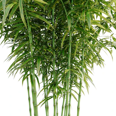 Bamboo Bush — Вид 5