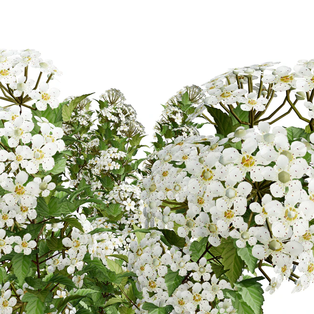 Tiny Wine Ninebark Shrub 3D Model — Скачать
